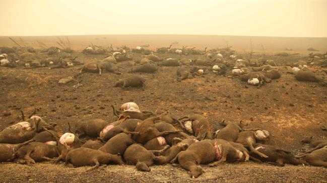 cảnh đau thương hàng loạt động vật bị chết cháy tại Úc
