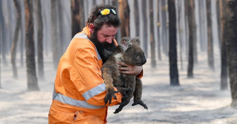 kangaroo được lính cứu hoả bồng trên tay sau khi được cứu sau đám cháy 