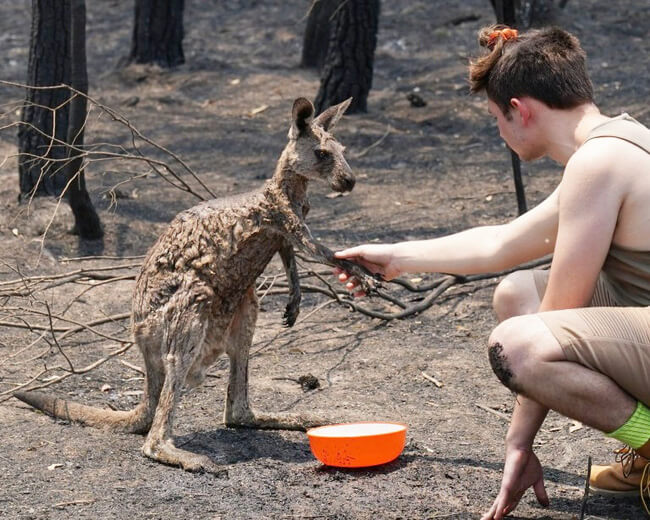 kangaroo bắt tay chàng trai sau khi được cứu sống sau đám cháy