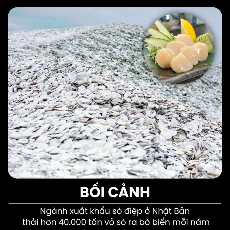 Sò điệp là loại hải sản được tiêu thụ nhiều ở Nhật Bản