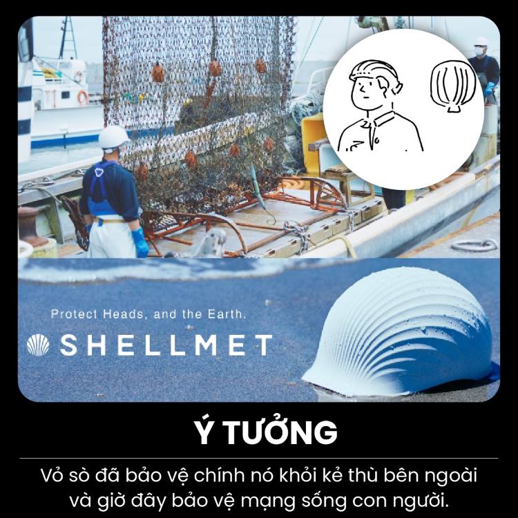 Vỏ sò đã bảo vệ mình khỏi kẻ thù bên ngoài và giờ đây bảo vệ mạng sống con người
