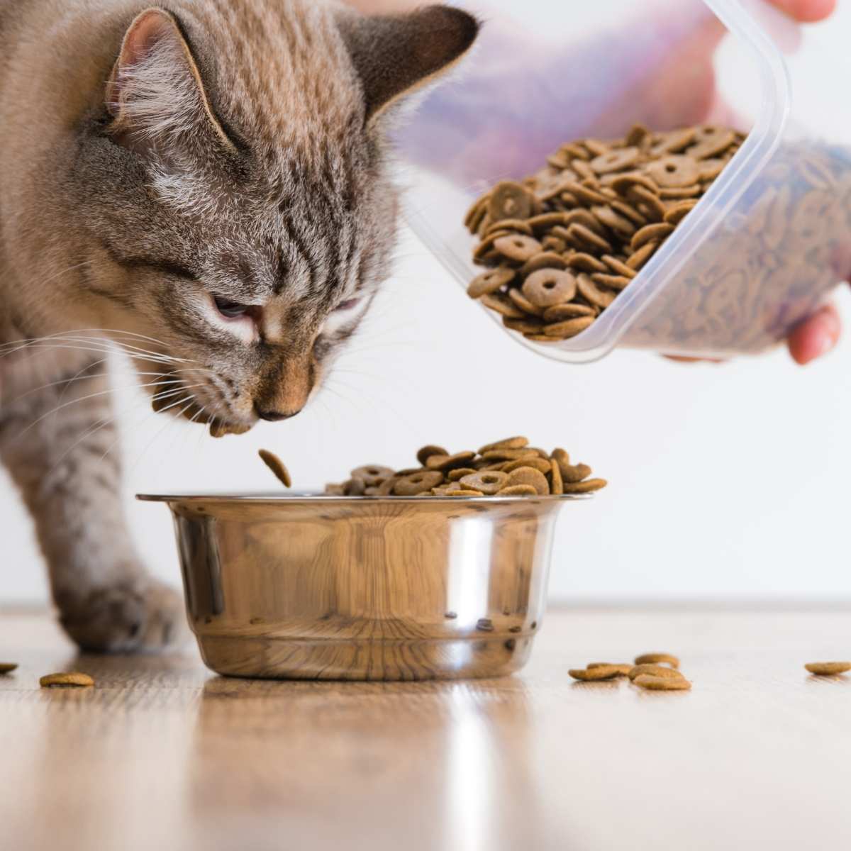 Purrnergy - Marketing Plan