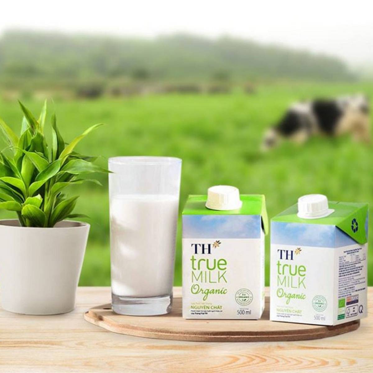 TH True Milk - Idea Proposal (Insight to Execution)